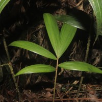 Calamus pachystemonus Thwaites